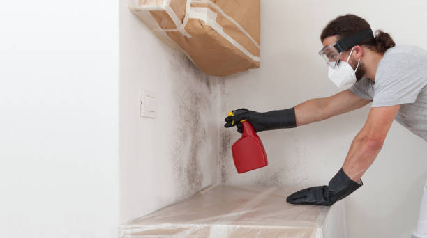 Professional Attic Mold Removal technician working in East Hanover, NJ