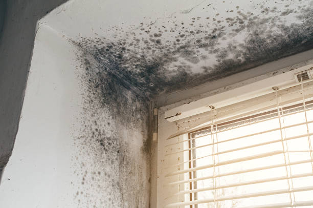 Affordable Mold Cleanup solutions in East Hanover, NJ